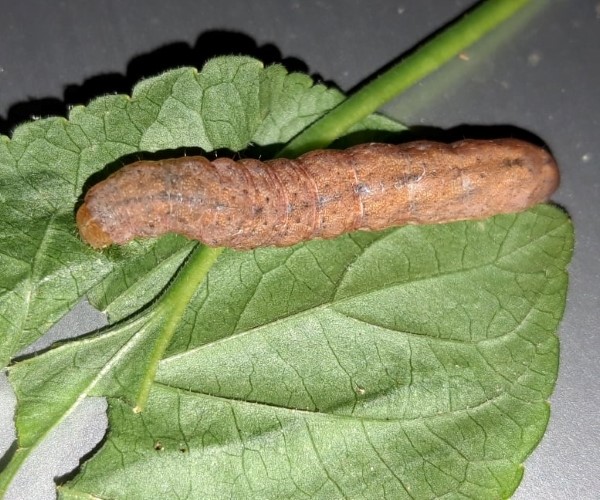 Mniotype solieri larva, Crete - photo © K. Bormpoudaki