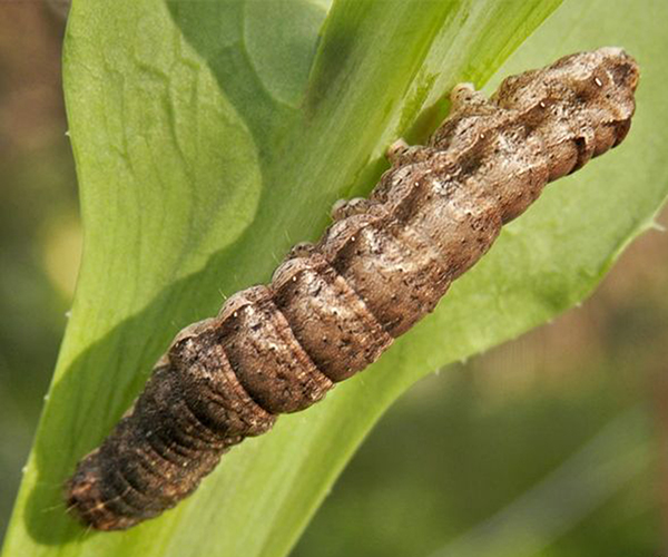 Noctua comes larva, Crete - photo © Nikos Cheiladakis