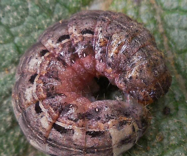 Noctua pronuba larva, Crete - photo © Fotis Samaritakis