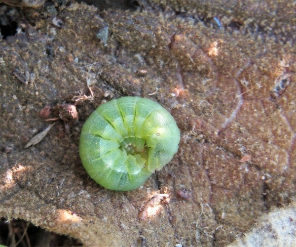 Noctua pronuba larva, Crete - photo © K. Bormpoudaki
