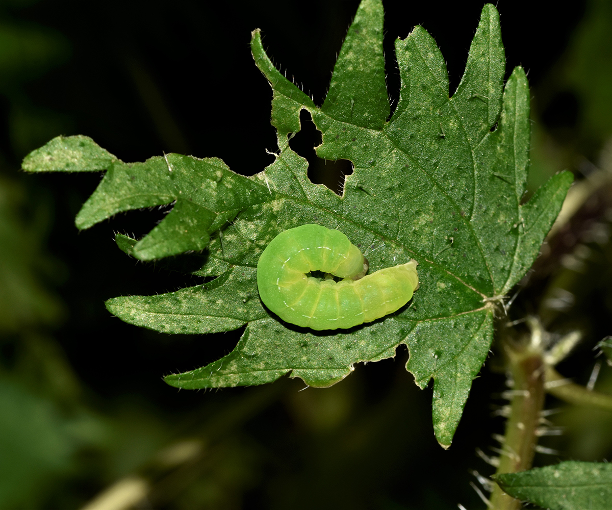 Phlogophora meticulosa larva, Crete - photo © K. Bormpoudaki