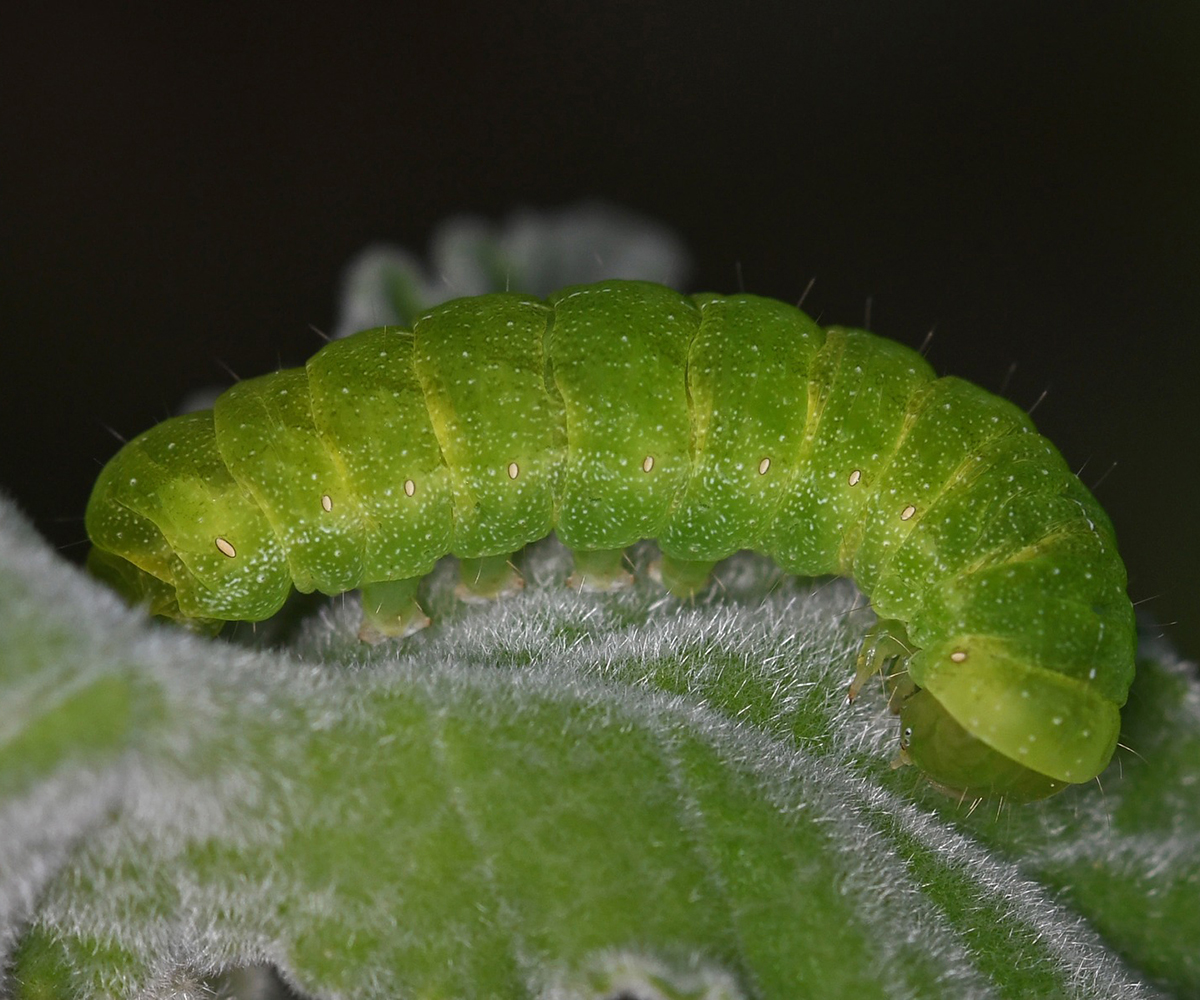 Phlogophora meticulosa larva, Crete - photo © Fotis Samaritakis