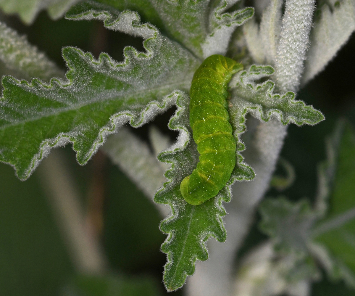 Phlogophora meticulosa larva, Crete - photo © Fotis Samaritakis