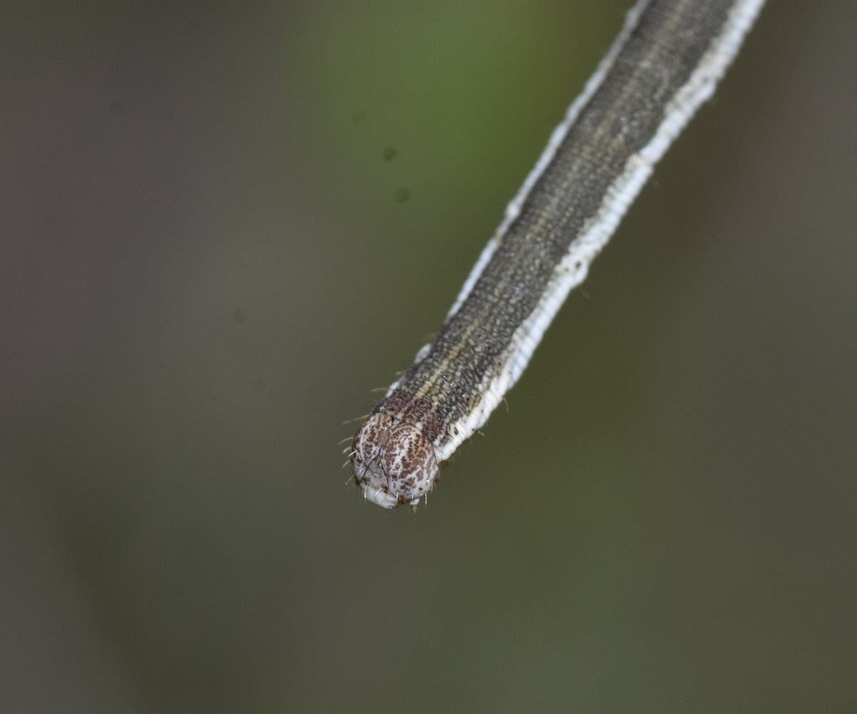 Scopula submutata larva, Crete - photo © K. Bormpoudaki