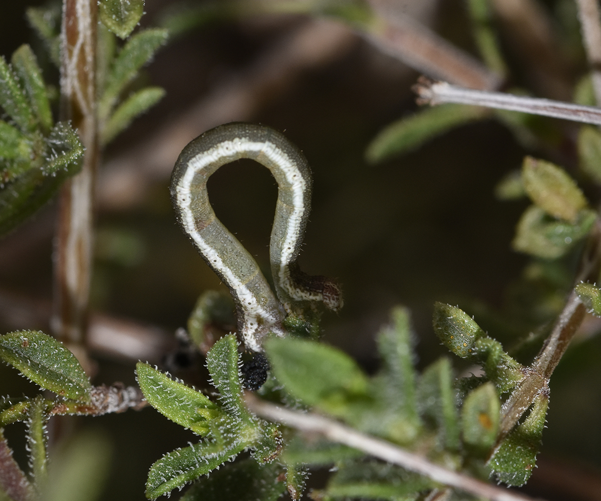 Scopula submutata larva, Crete - photo © K. Bormpoudaki