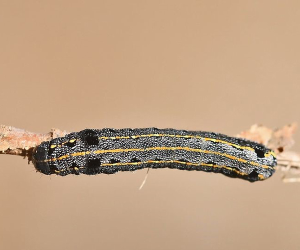 Spodoptera littoralis larva, Crete - photo © Fots Samaritakis