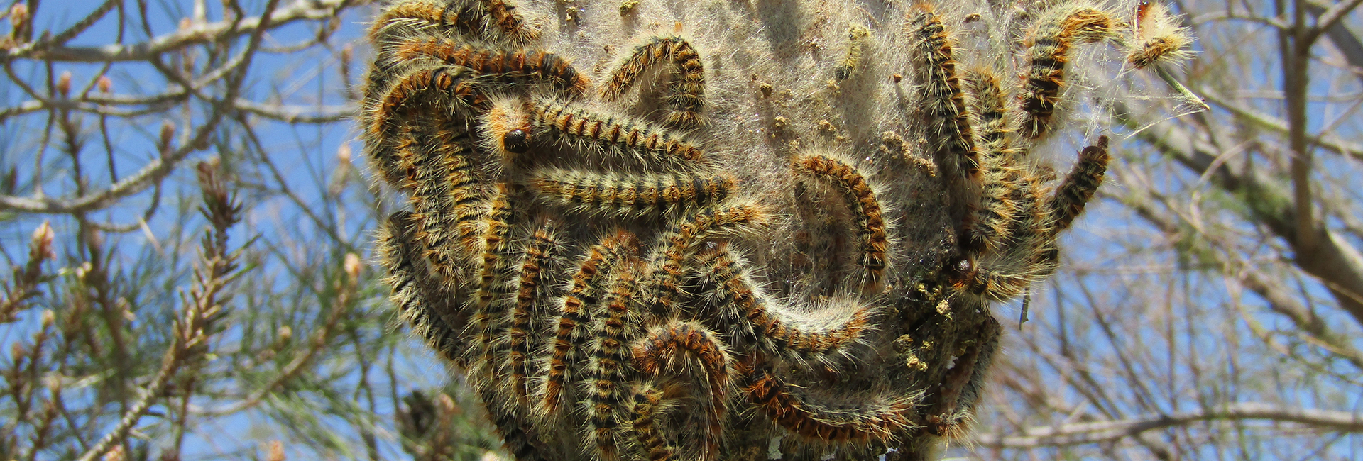 Thaumetopoea cretensis larva, Crete - photo © K. Bormpoudaki