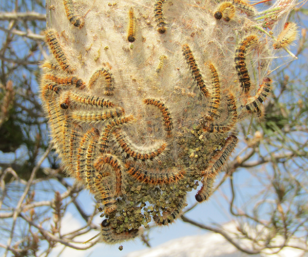 Thaumetopoea cretensis larva, Crete - photo © K. Bormpoudaki