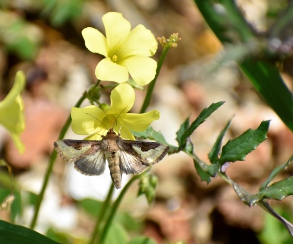 Thysanoplusia orichalcea, Crete - photo © K. Bormpoudaki