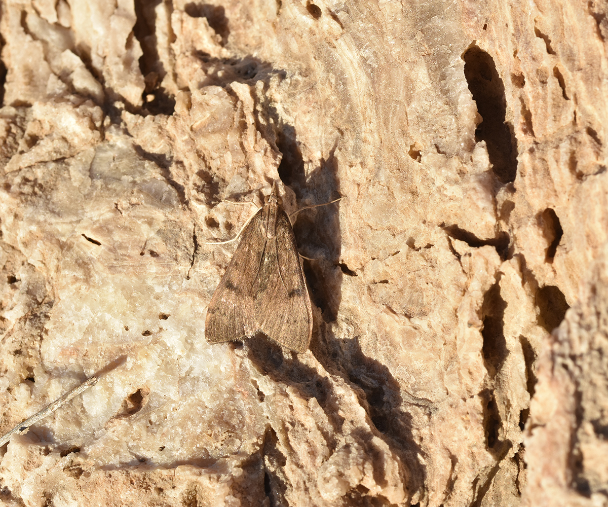 Uresiphita gilvata, Crete - photo © K. Bormpoudaki