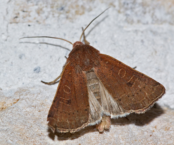 Xestia xanthographa, Crete - photo © https://www.inaturalist.org/observations/64556758