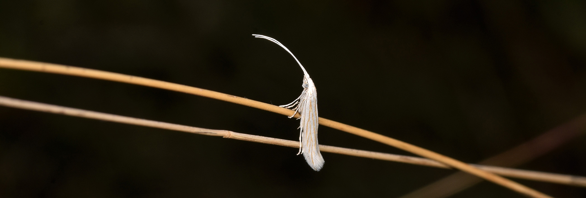 Coleophora pennella, Crete - photo © K. Bormpoudaki