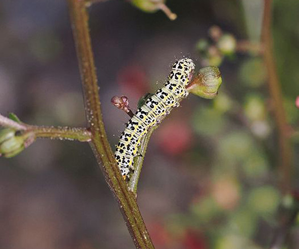 Cucullia blattariae larva, Crete - photo © Thanasis Papanikolaou
