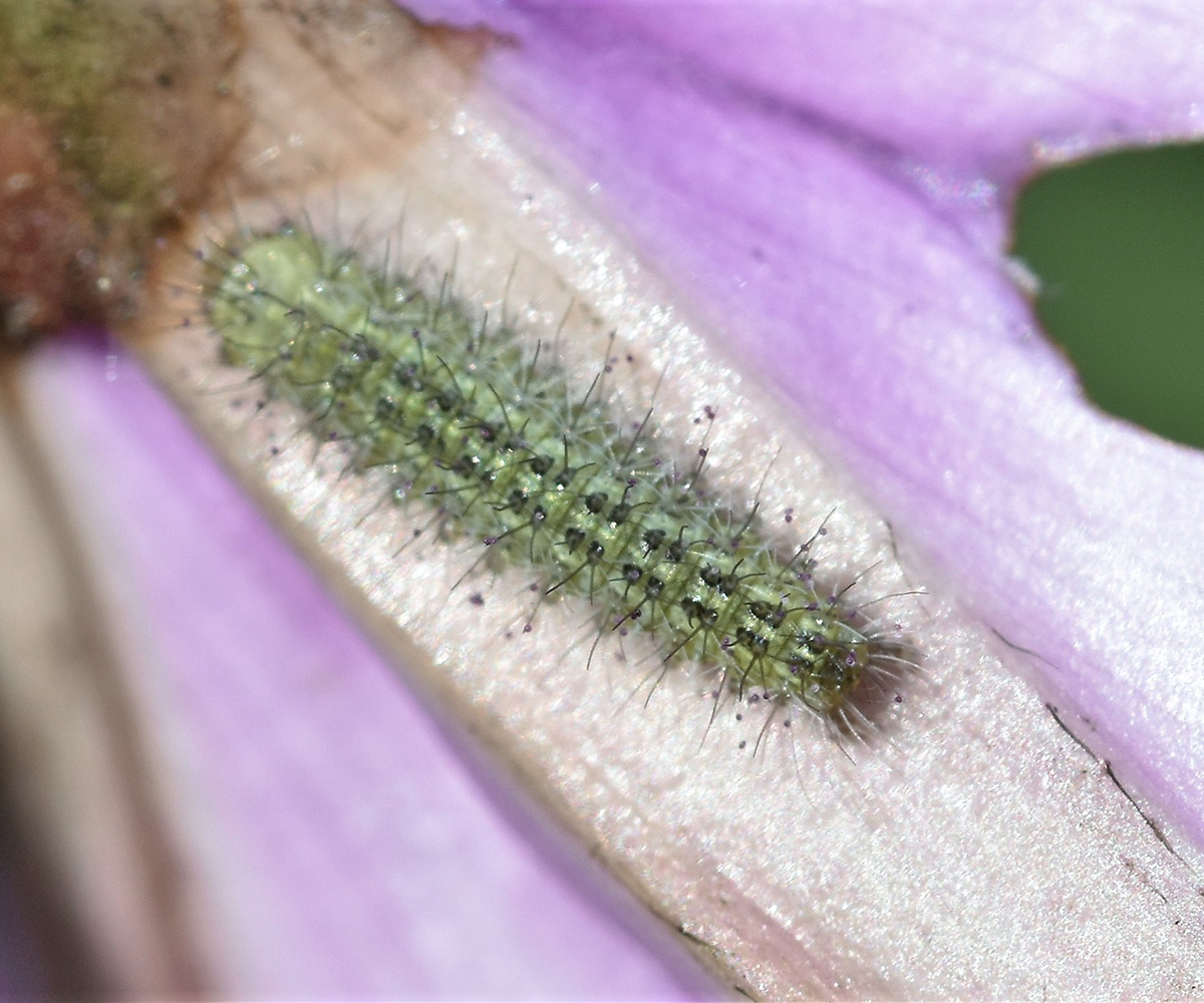 Emmelina monodactyla larva, Crete - photo © K. Bormpoudaki