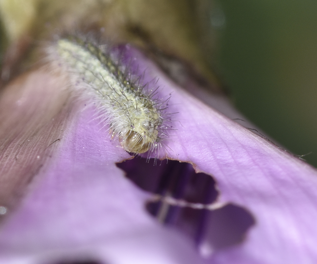 Emmelina monodactyla larva, Crete - photo © K. Bormpoudaki