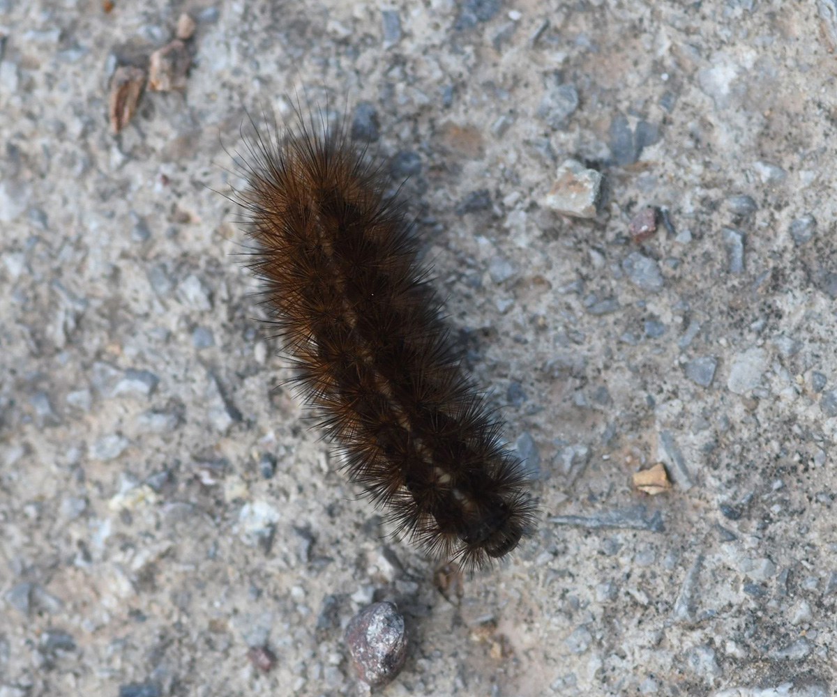 Phragmatobia fuliginosa larva, Crete - photo © Petrina Maraki