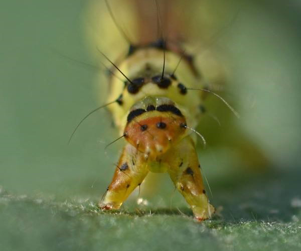Xanthodes albago larva, Crete - photo © Fotis Samaritakis