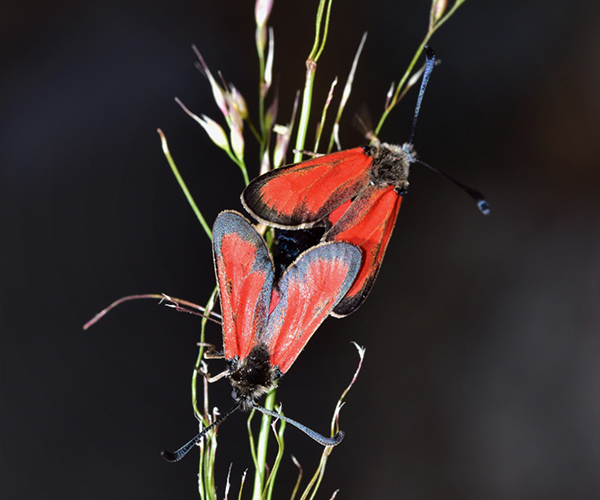 Zygaena punctum mating, Crete - photo © M. Afrathianakis
