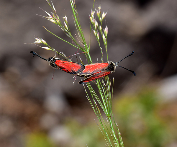 Zygaena punctum mating, Crete - photo © M. Afrathianakis