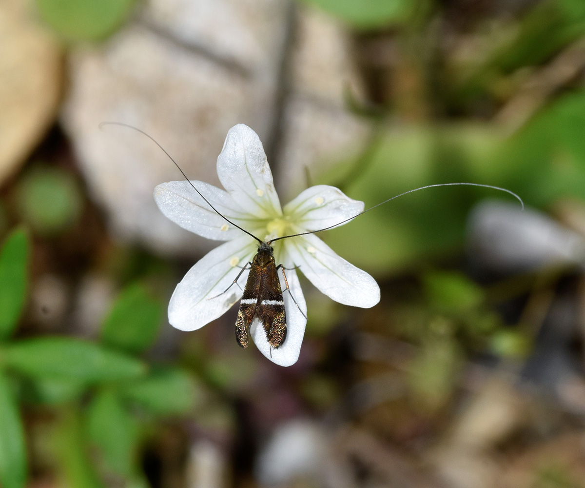 Adela paludicolella, Crete - photo © K. Bormpoudaki