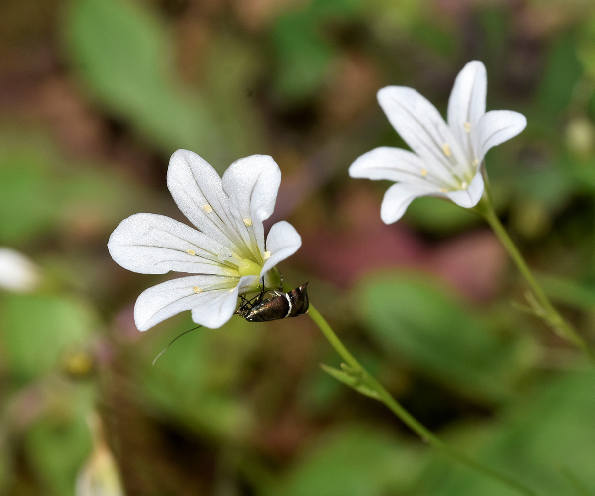 Adela paludicolella, Crete - photo © K. Bormpoudaki