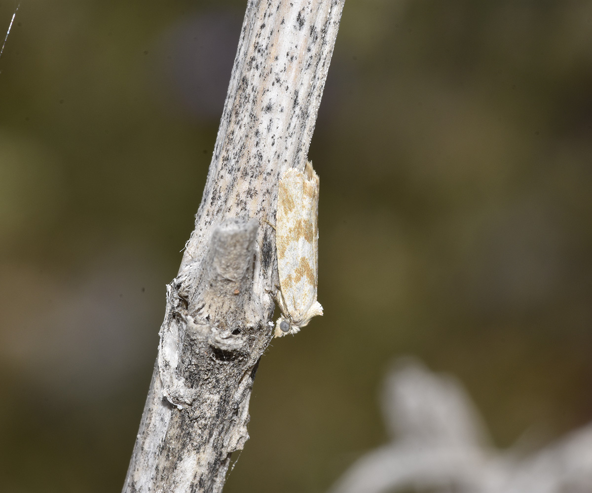 Cnephasia longana, Crete - photo © K. Bormpoudaki