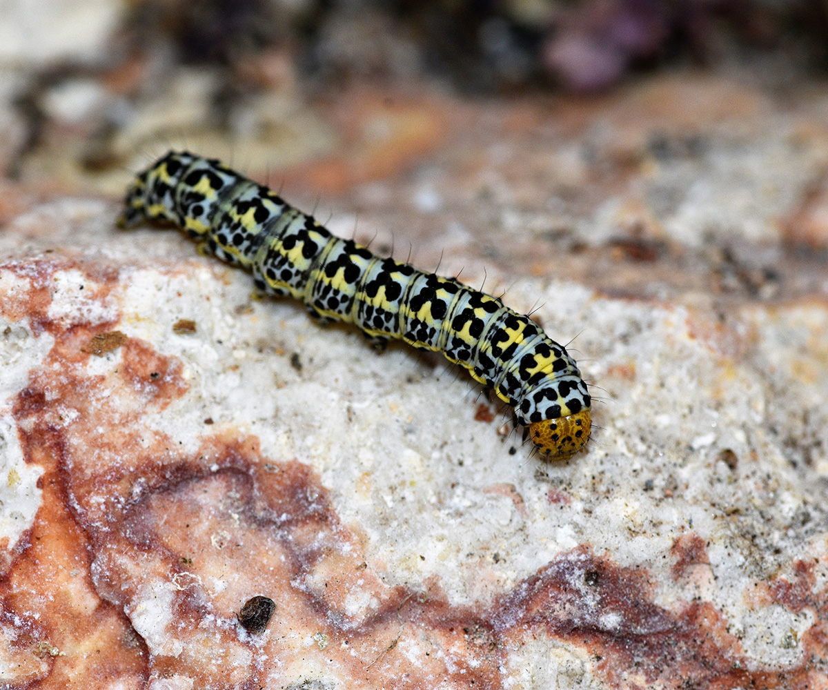 Cucullia blattariae larva, Crete - photo © K. Bormpoudaki