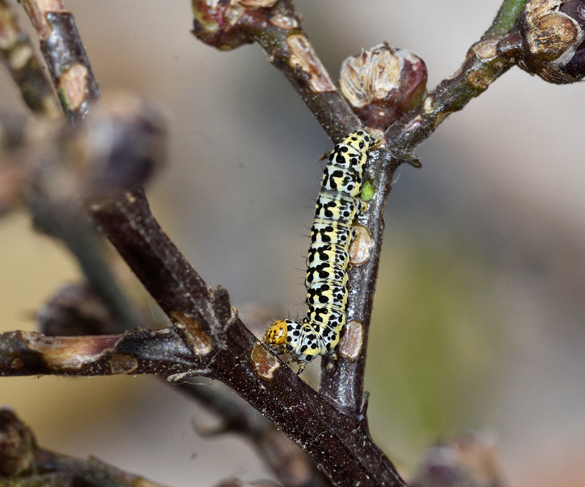 Cucullia blattariae larva, Crete - photo © K. Bormpoudaki
