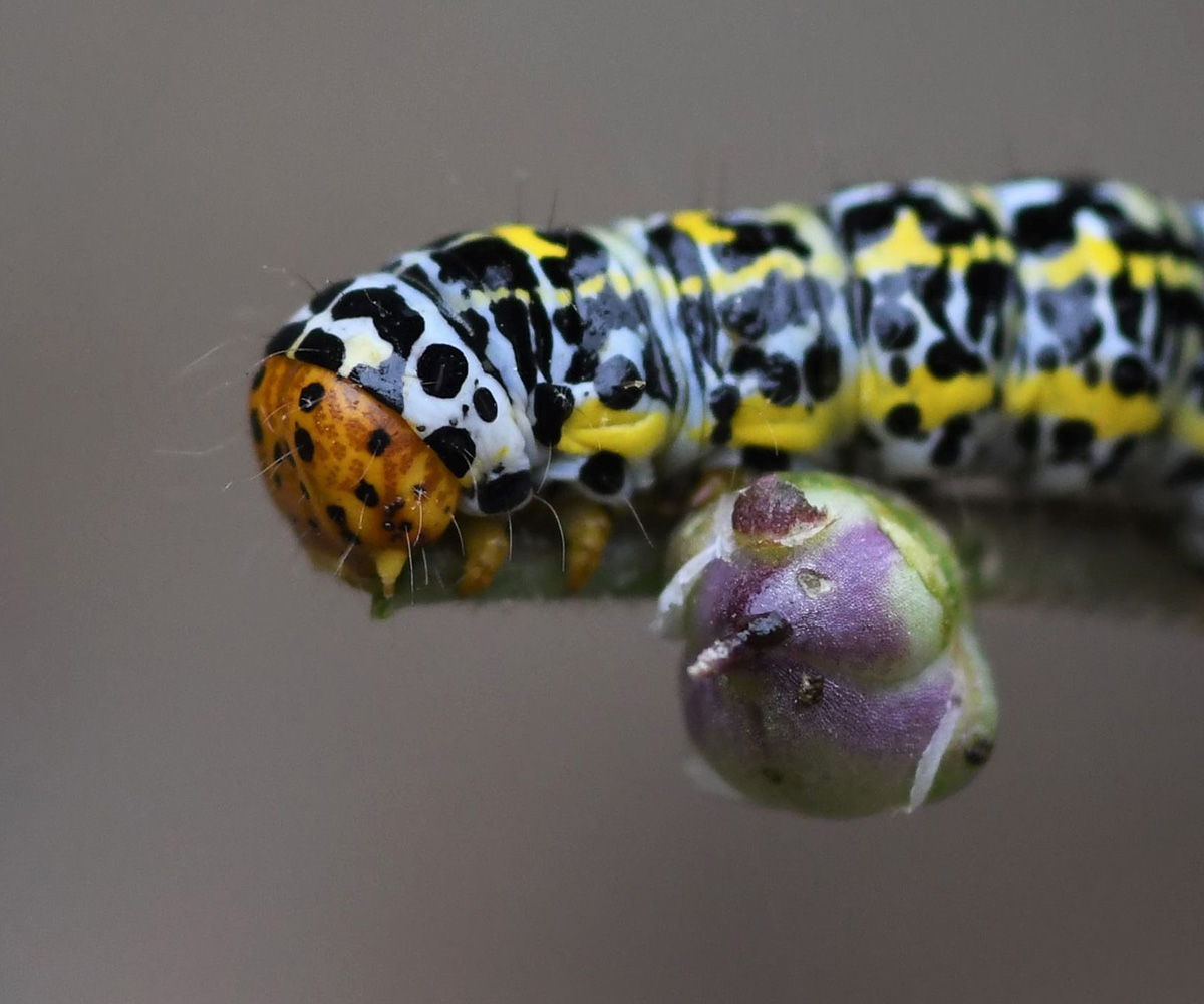 Cucullia blattariae larva, Crete - photo © Nikos Marakis