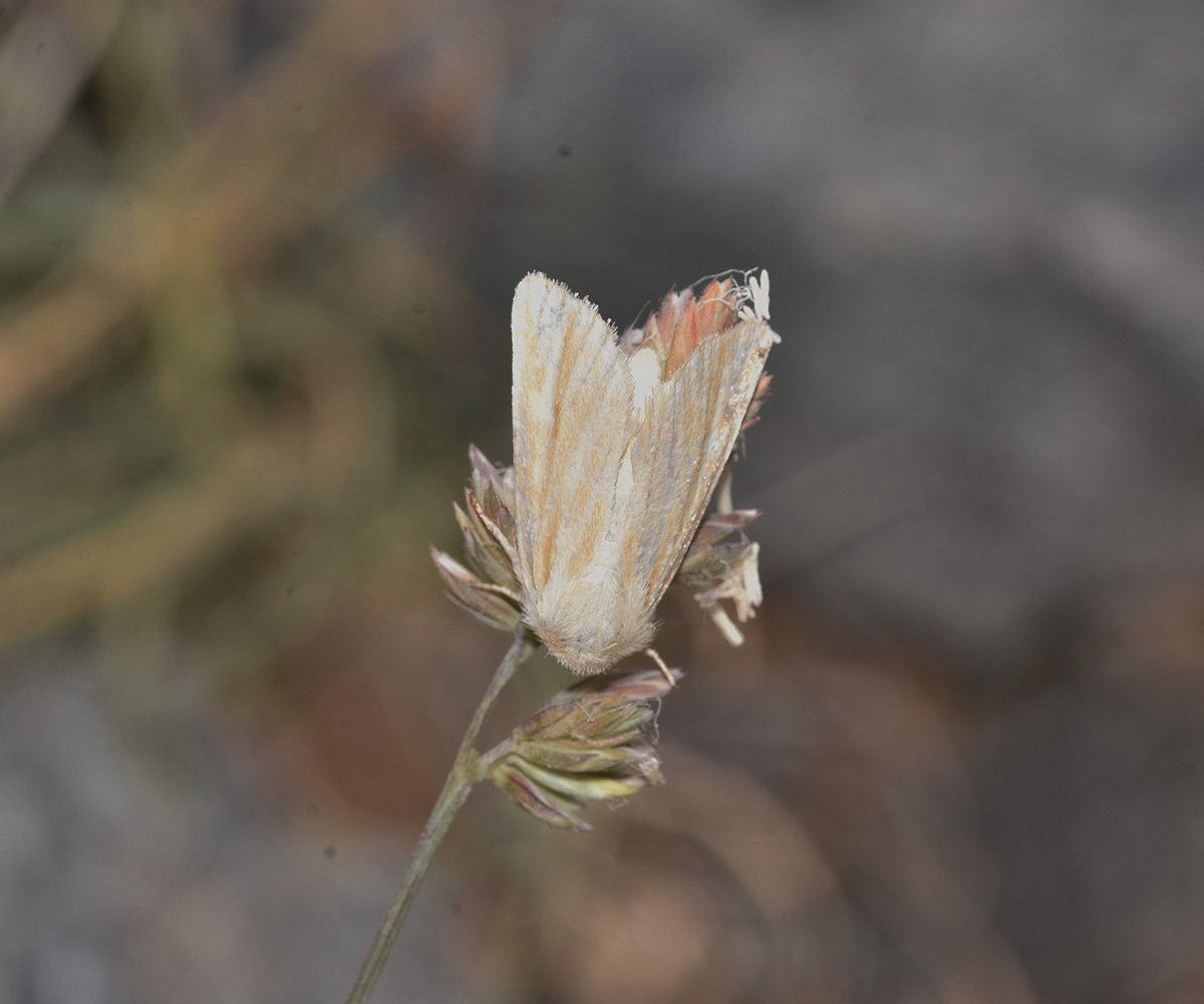 Oria musculosa, Crete - photo © K. Bormpoudaki