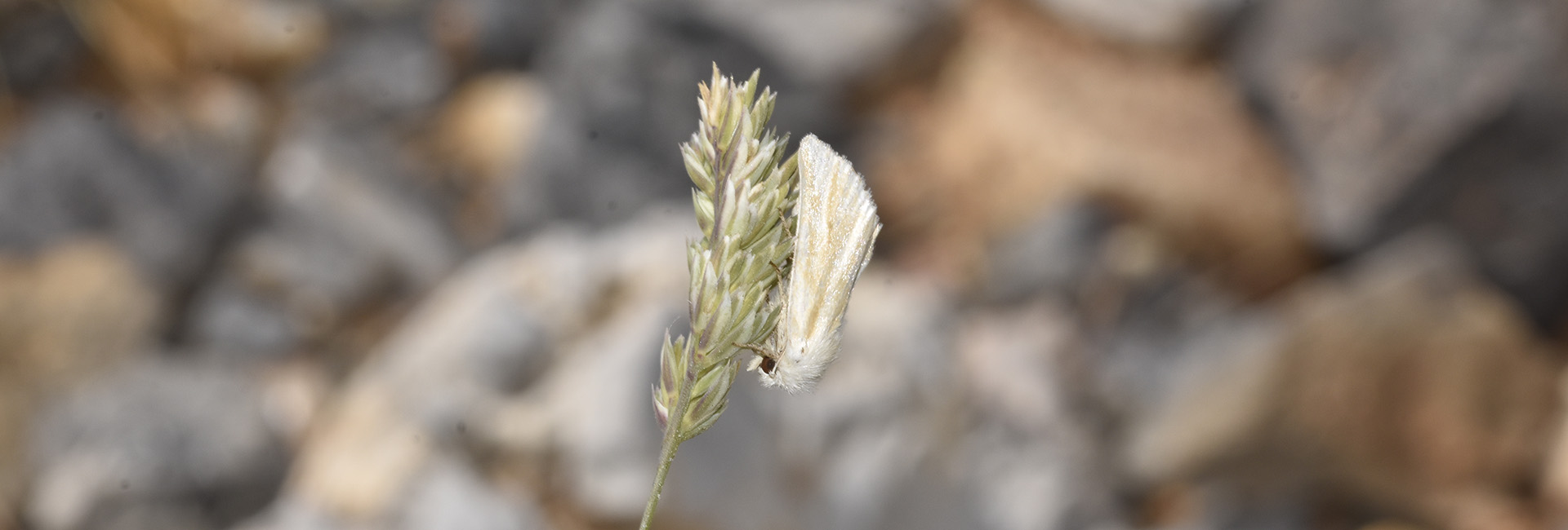 Oria musculosa, Crete - photo © K. Bormpoudaki