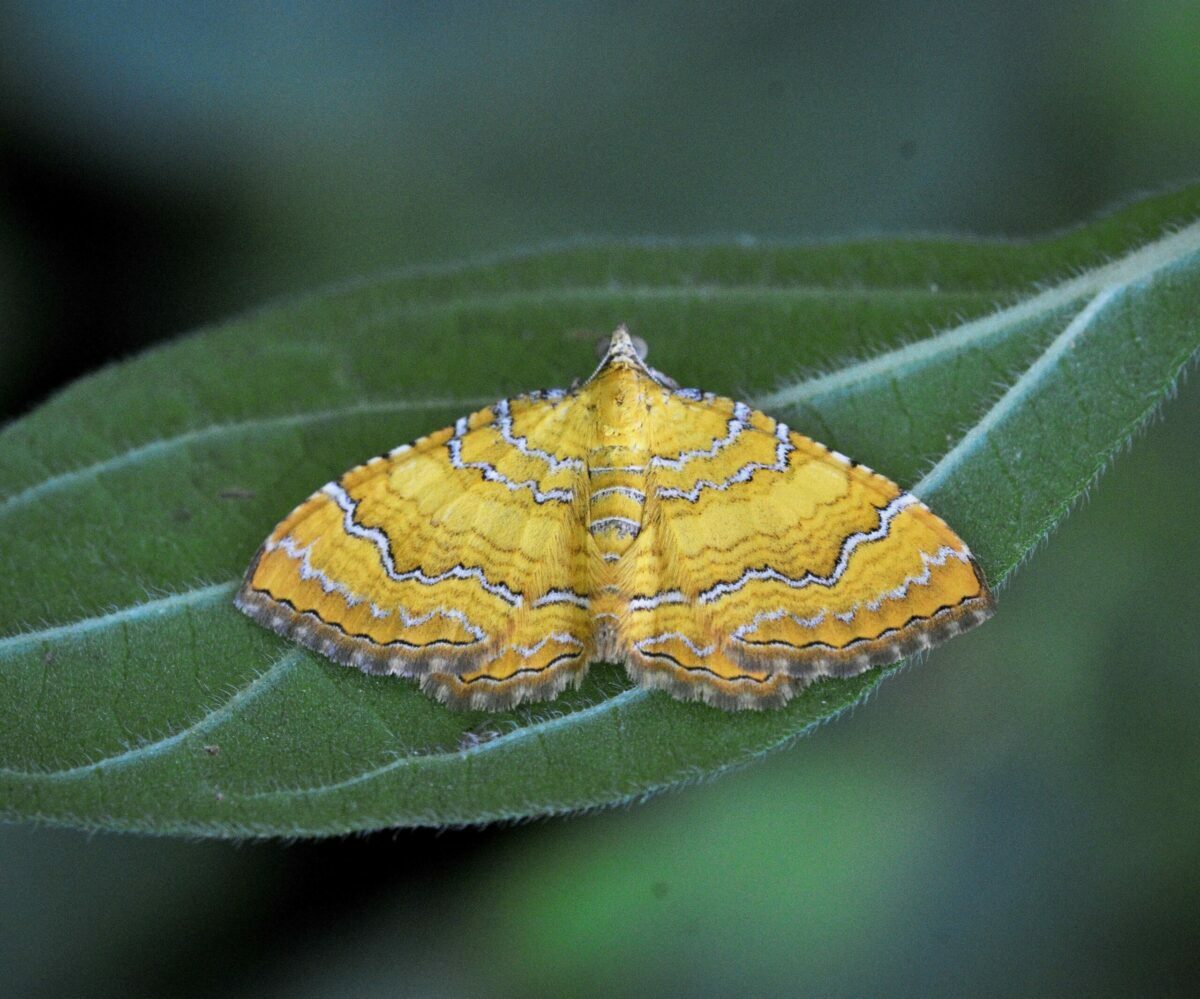 Camptogramma bilineata, Crete - photo © Popi Bormpoudaki