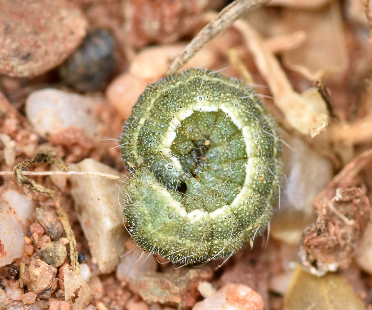 Heliothis peltigera larva, Crete - photo © K. Bormpoudaki
