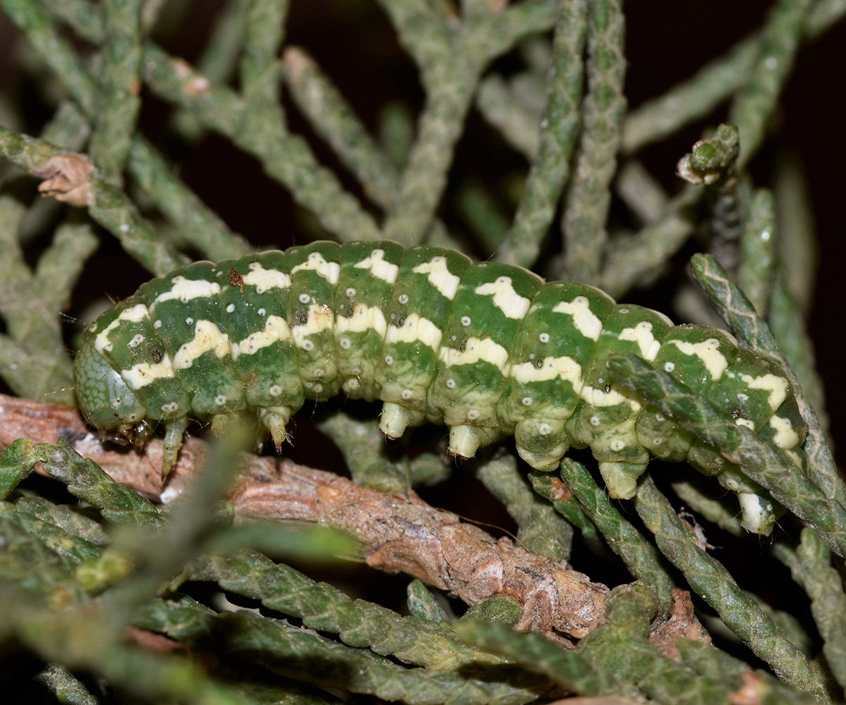 Lithophane lapidea larva, Crete - photo © K. Bormpoudaki