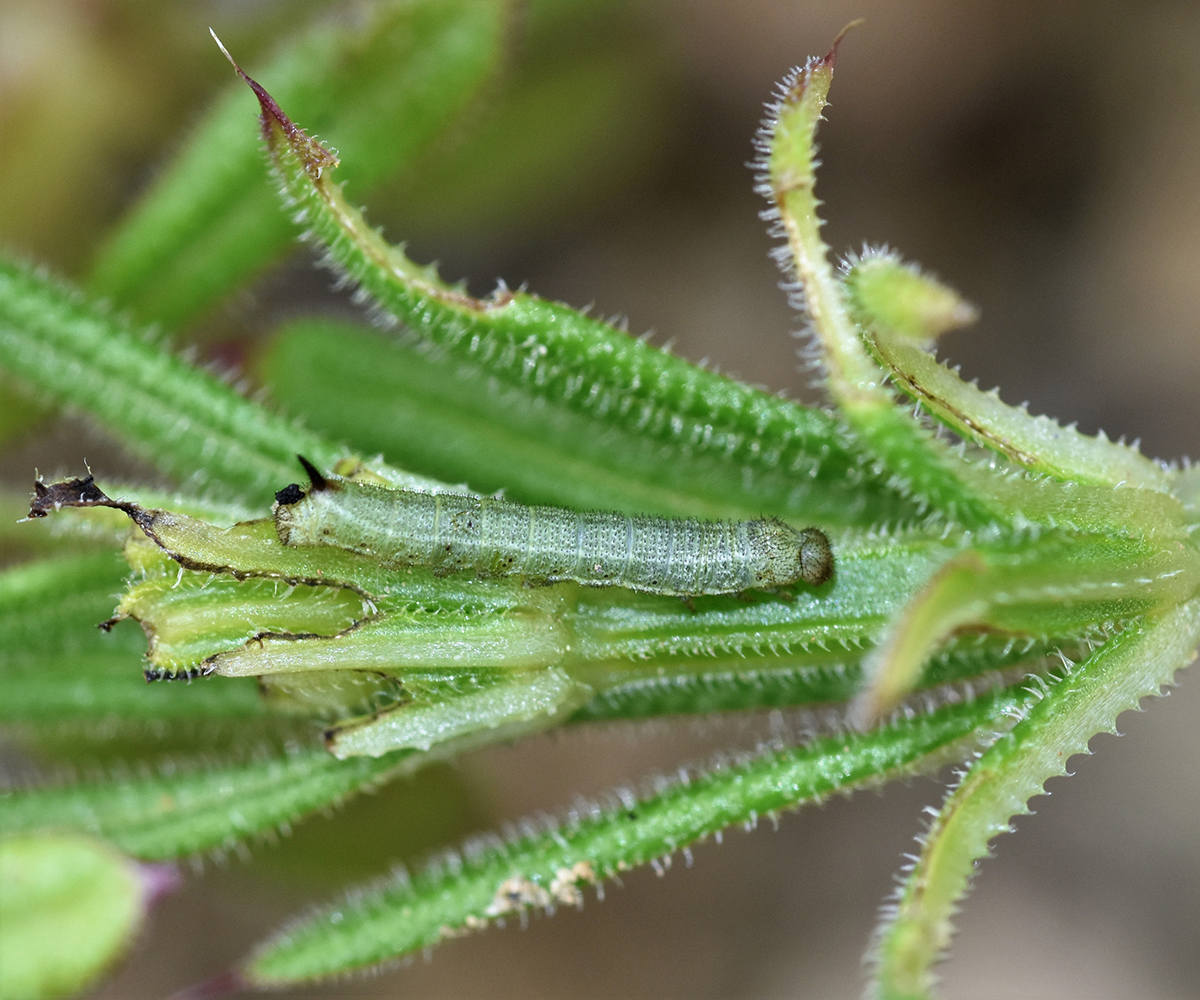 Macroglossum stellatarum larva, Crete - photo © K. Bormpoudaki