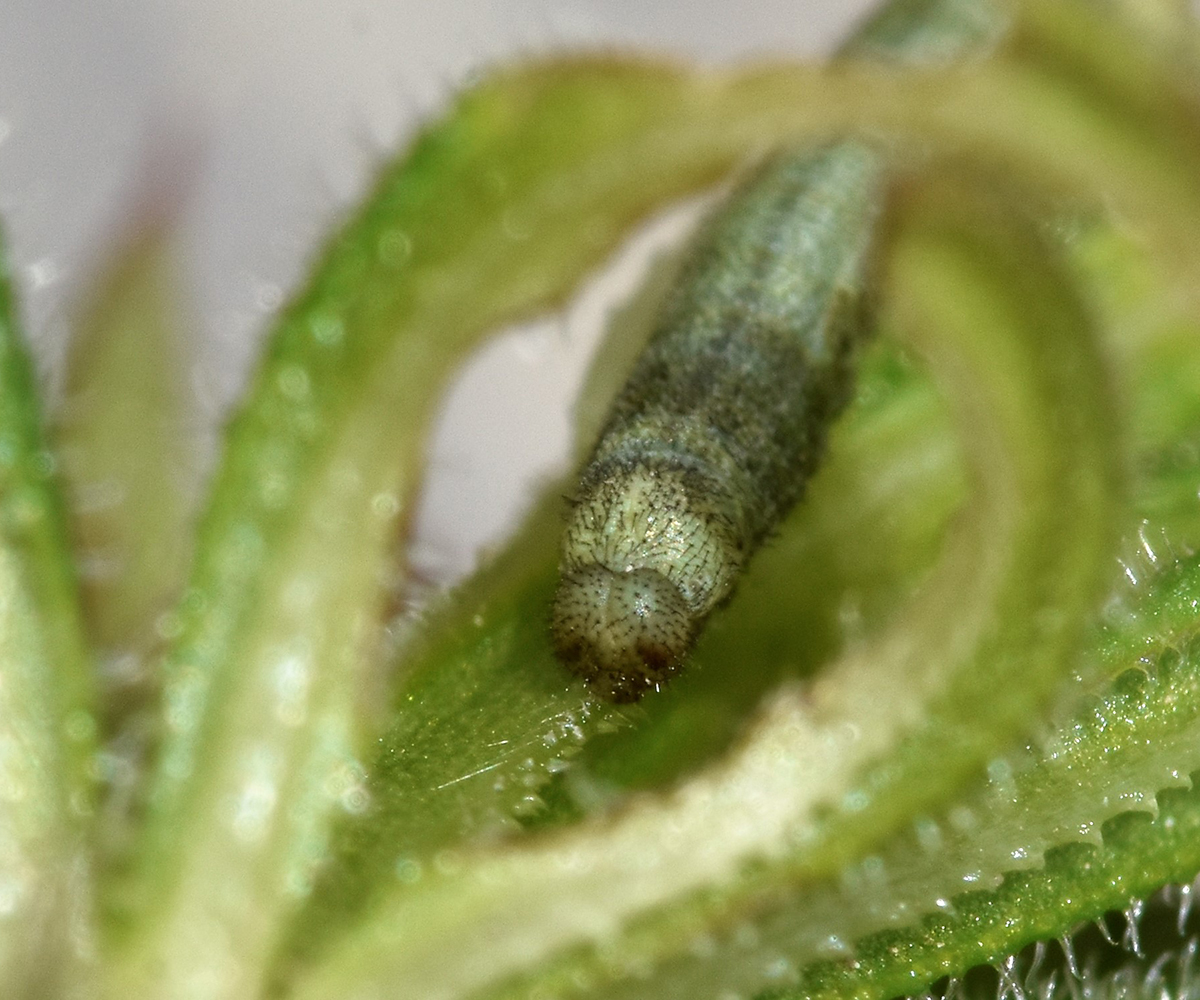 Macroglossum stellatarum larva, Crete - photo © K. Bormpoudaki
