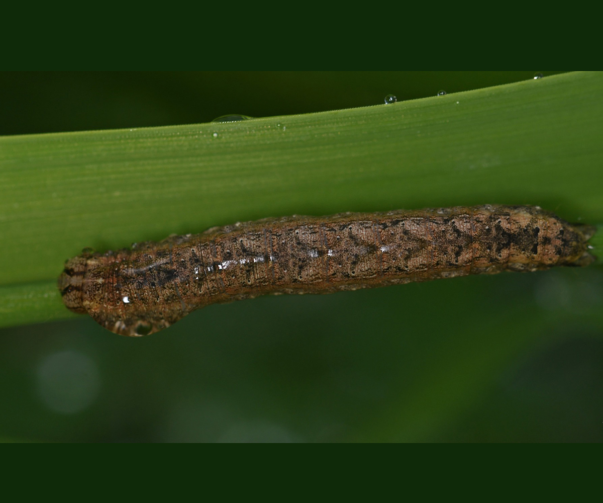 Mythimna languida larva, Crete - photo © Fotis Samaritakis