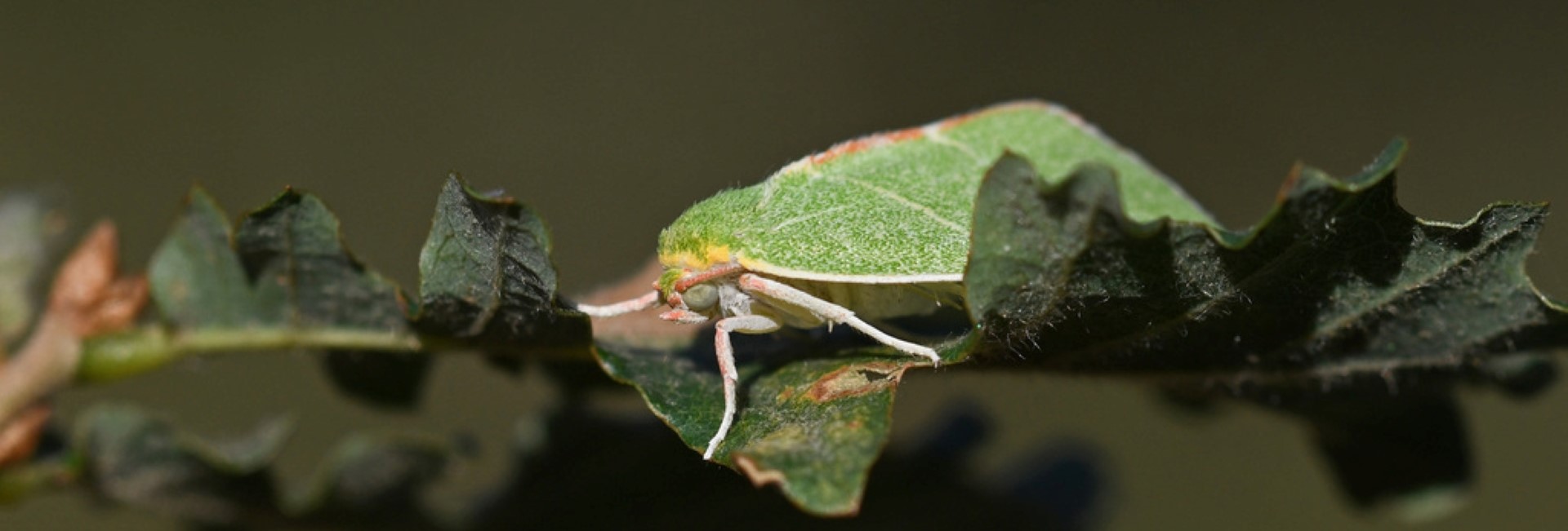 Bena bicolorana, Crete - photo © Fotis Samaritakis