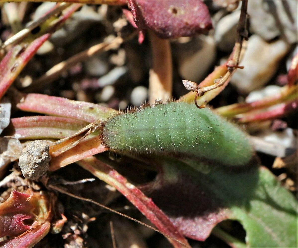 Lycaena phlaeas larva on Rumex creticus, Crete - photo © Zacharias Angourakis
