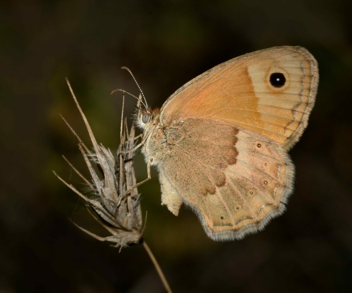 Coenonympha thyrsis (endemic) - photo © K. Bormpoudaki