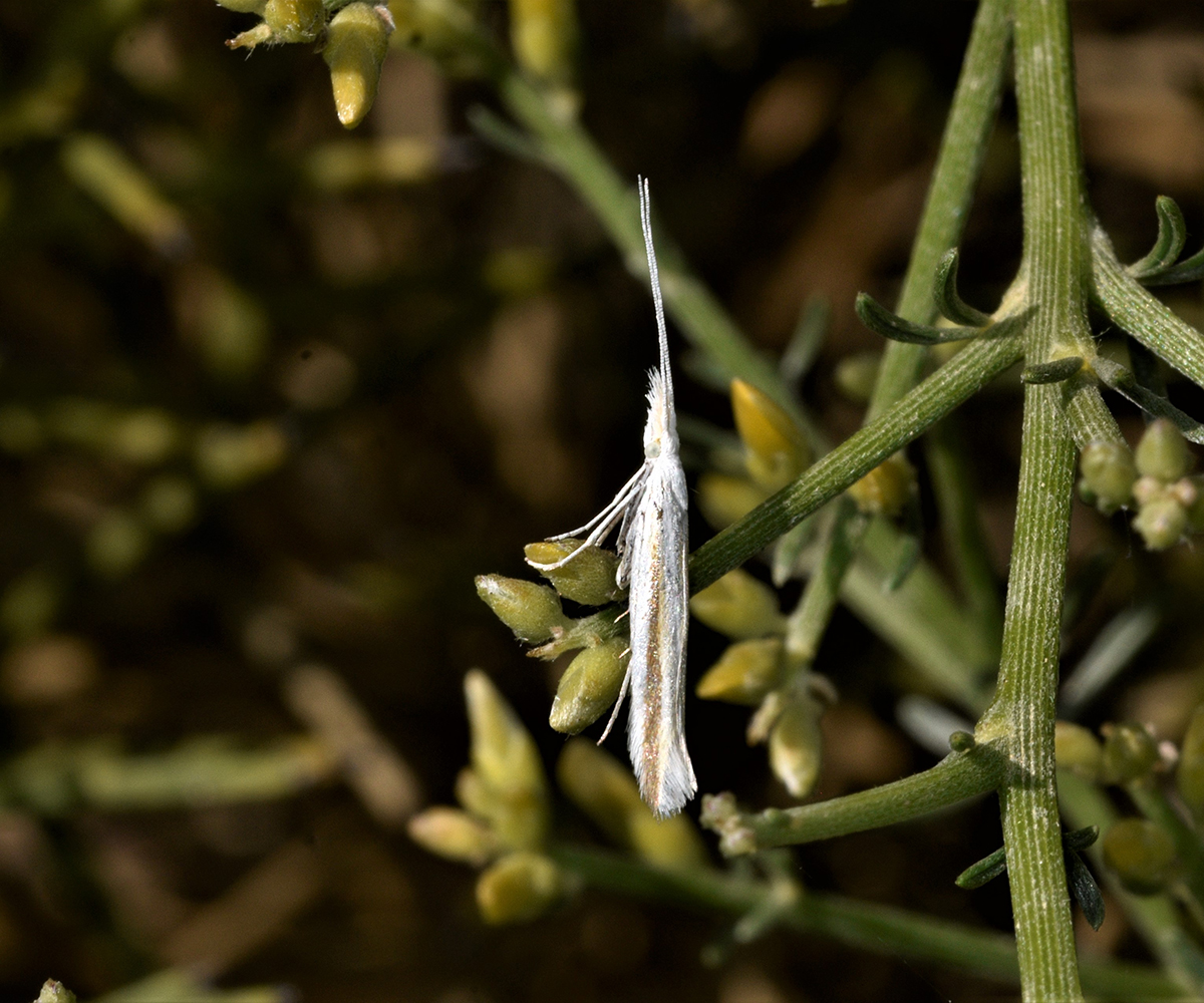 Coleophora helichrysiella, Crete - photo © K. Bormpoudaki