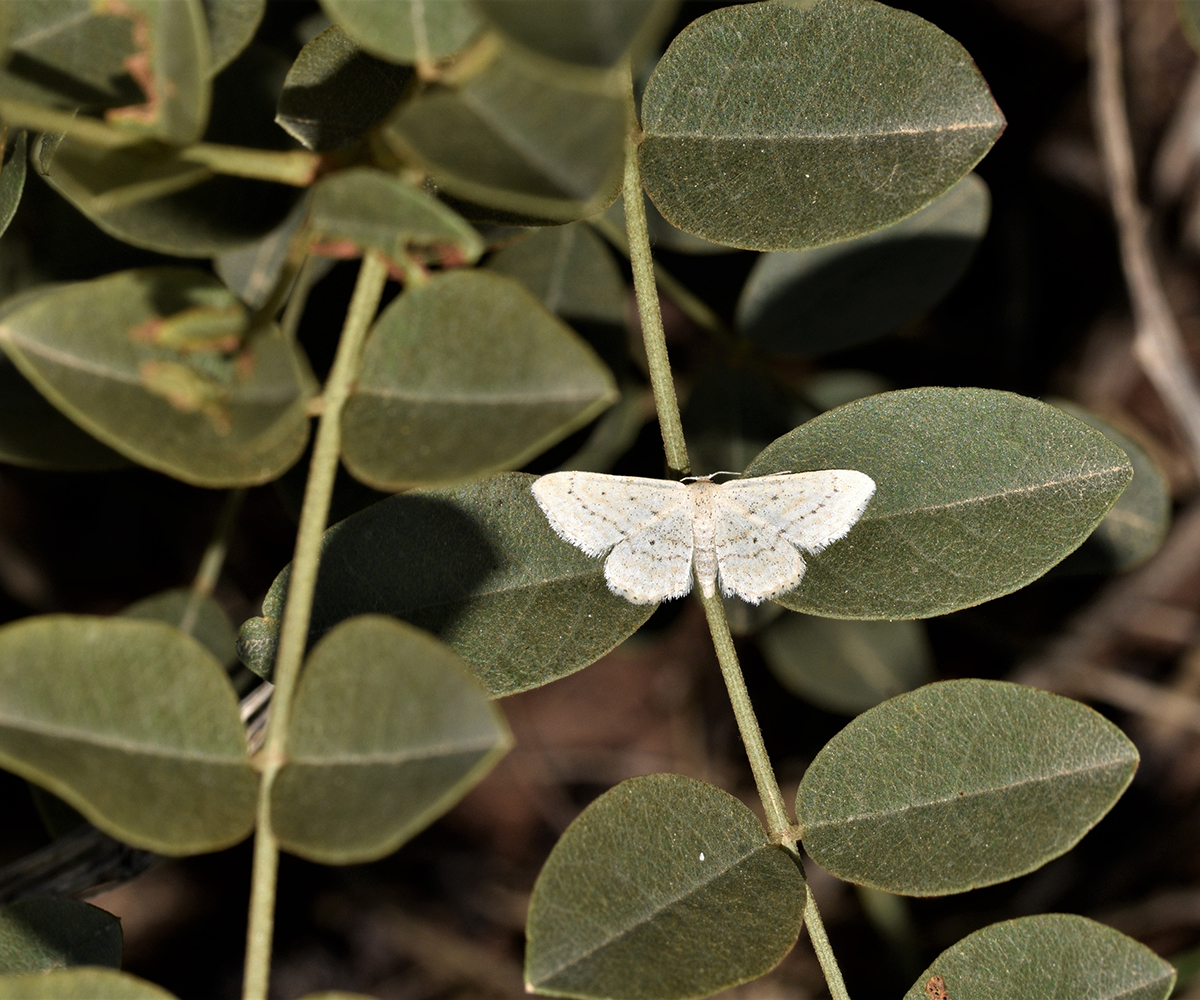 Idaea elongaria, Crete - photo © K. Bormpoudaki