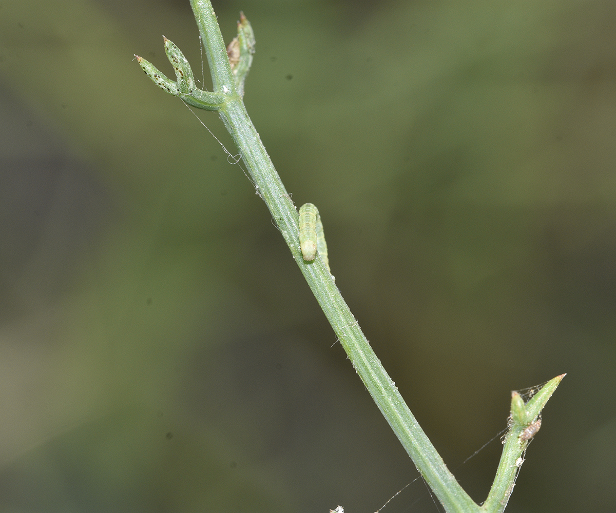 Eupithecia centaureata larva, Crete - photo © K. Bormpoudaki
