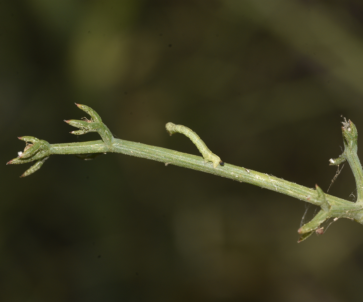 Eupithecia centaureata larva, Crete - photo © K. Bormpoudaki