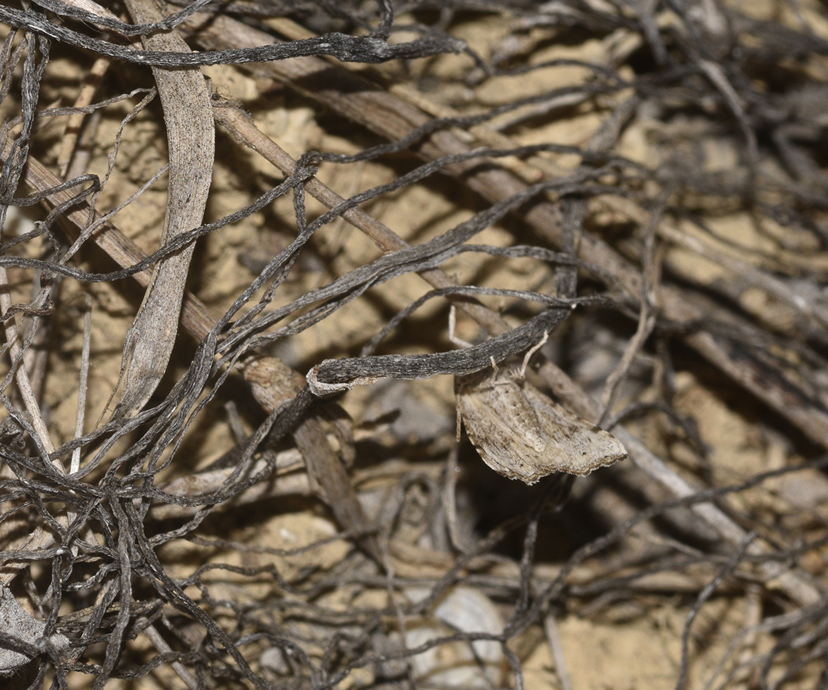 Hyperlais argillacealis, Crete - photo © K. Bormpoudaki
