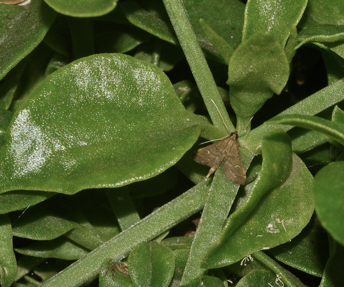 Dolicharthria punctalis, Crete - photo © K. Bormpoudaki
