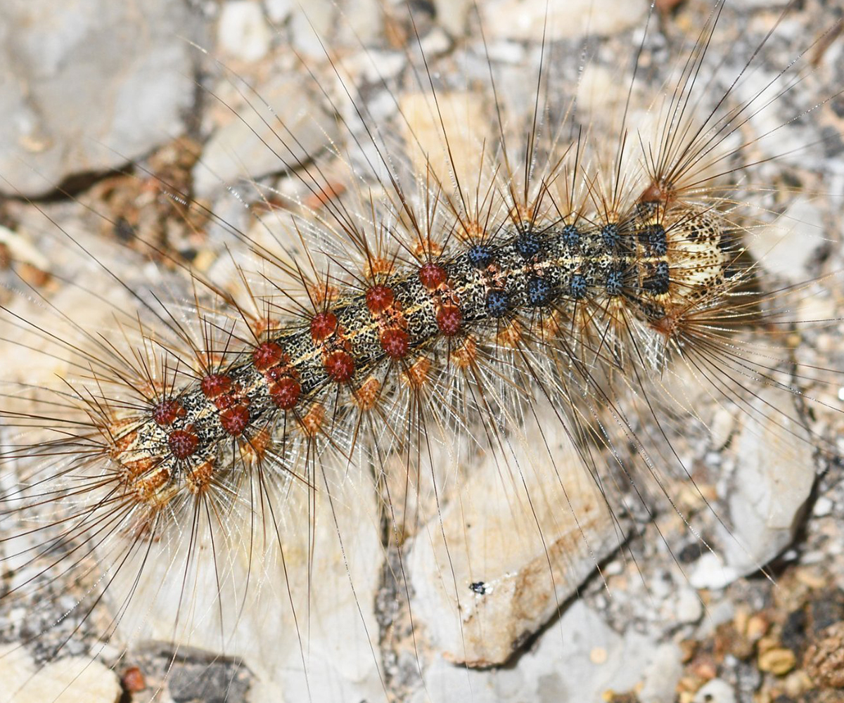 Lymantria dispar larva, Crete - photo © Fotis Samaritakis