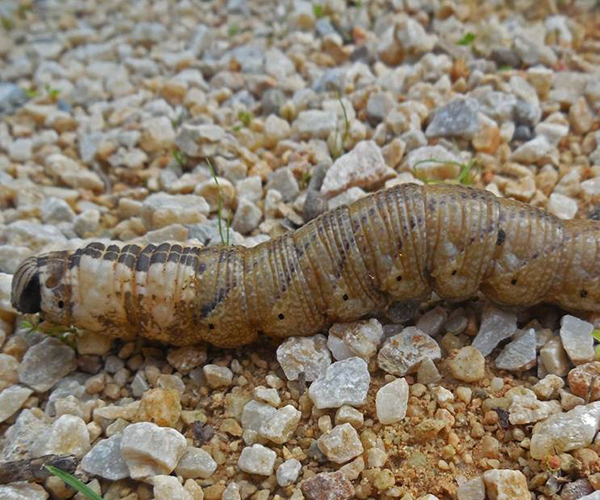 Acherontia atropos larva, Crete - photo © Fotis Samaritakis