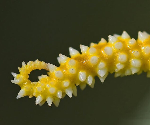 Acherontia atropos larva detail, Crete - photo © Fotis Samaritakis