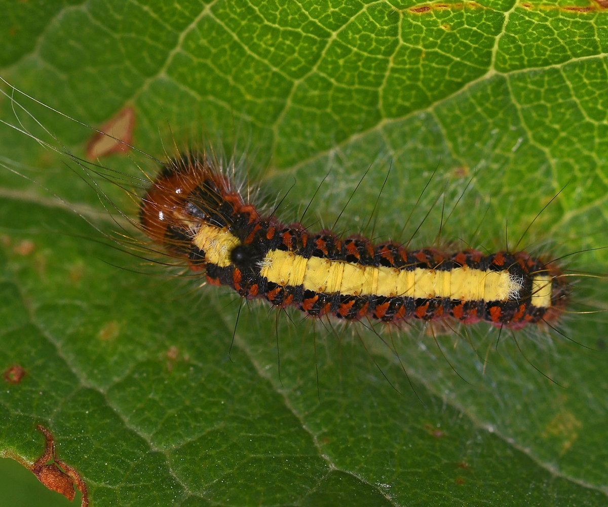 Acronicta psi larva, Crete - photo © Fotis Samaritakis
